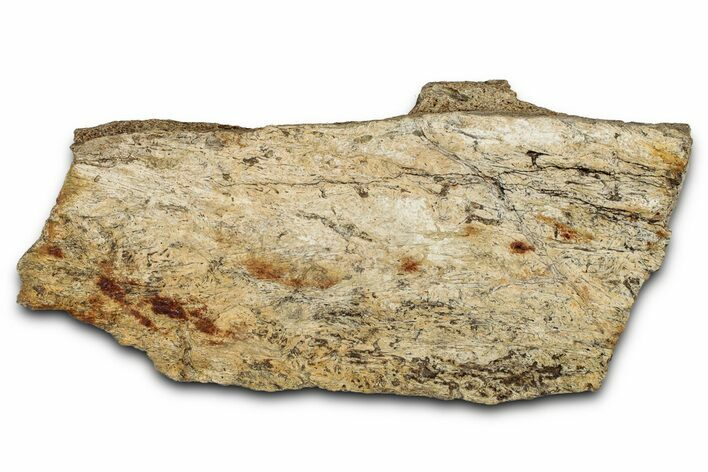 Dinosaur (Triceratops) Frill Shield Section - Montana #355179